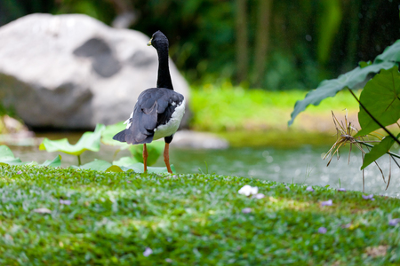 Duck in the wildの写真素材