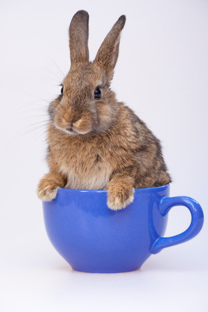 Cute little bunnyの写真素材