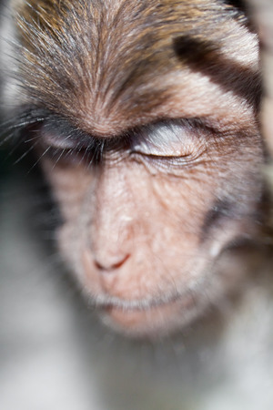 Monkeys in monkey forest in Bali