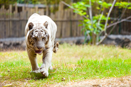 White Royal Bengal Tigerの写真素材