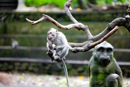 Monkeys in monkey forest in Baliの写真素材