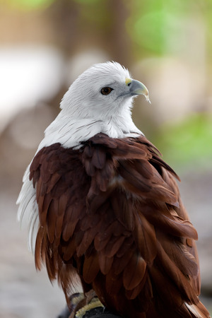 Haliaeetus leucocephalus - Eagleの写真素材