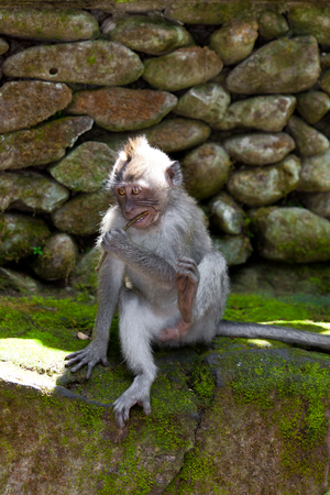 Monkeys in monkey forest in Bali