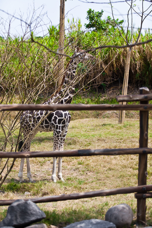 Little Giraffe - Giraffa camelopardalisの写真素材