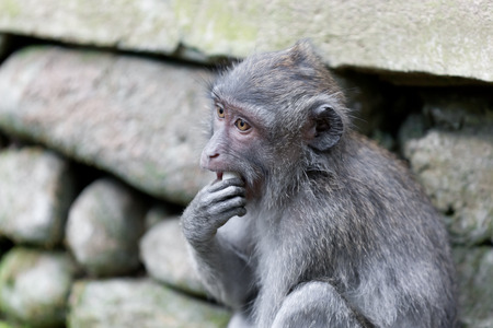 Monkeys in monkey forest in Bali