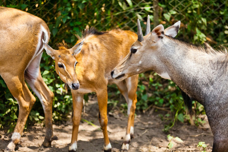Shy Antelope in the zooの写真素材