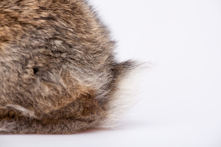 Cute little bunnyの写真素材