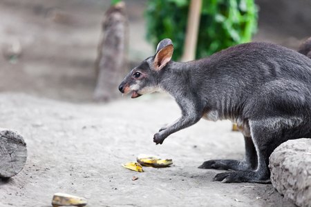 Cute little Wallabysの写真素材