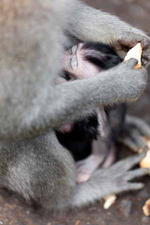Monkeys in monkey forest in Baliの写真素材
