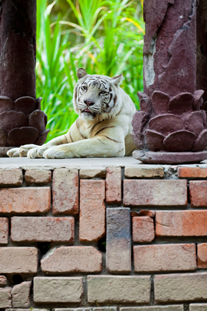 White Royal Bengal Tigerの写真素材