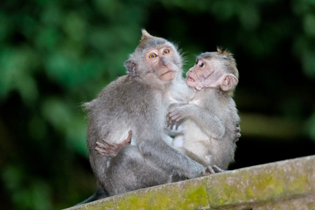 Monkeys in monkey forest in Bali