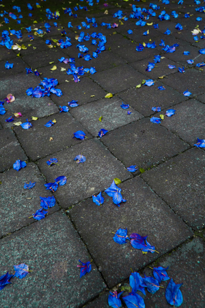 Flowers on cobblestonesの写真素材