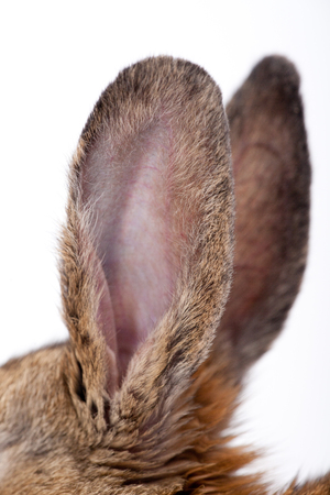 Cute little bunnyの写真素材