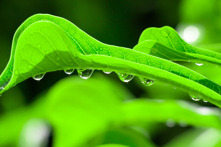 Raindrops on leaves