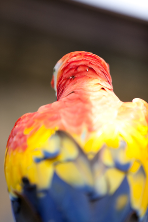 Nice parrot - Scarlet Macawの写真素材