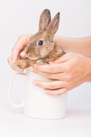 Easter little Bunnyの写真素材