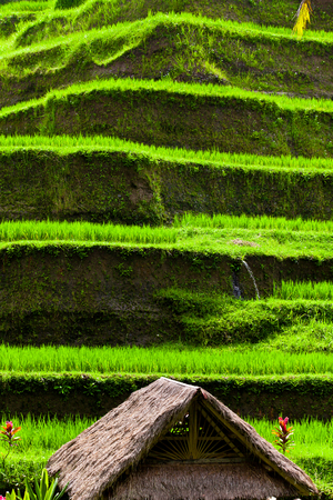 Rice terraces in Baliの写真素材