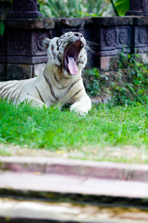 White Royal Bengal Tigerの写真素材