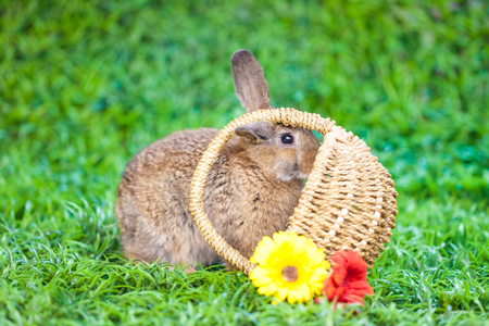 Easterの写真素材