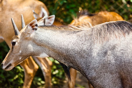 Shy Antelope in the zooの写真素材