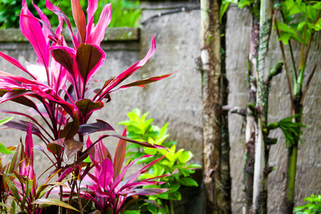 Flora species in Baliの写真素材