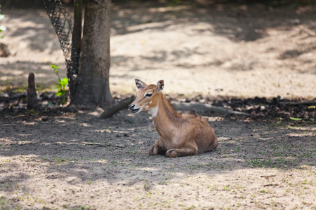 Shy Impalas - Aepyceros melampusの写真素材