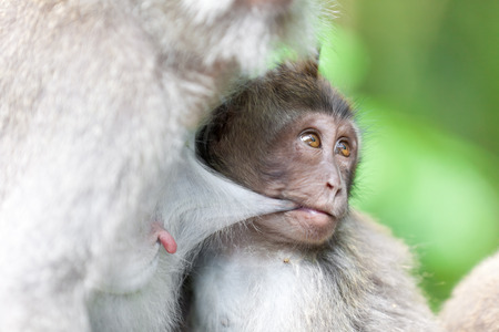 Monkeys in monkey forest in Bali