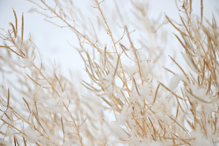 Snow on Branchesの写真素材