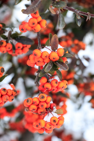 Berries in Winterの写真素材