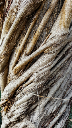 Tree barkの写真素材