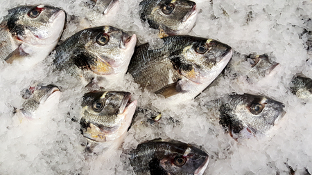 Fresh fish on iceの写真素材