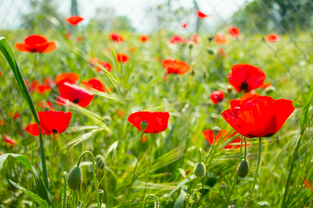 Gorgeous red poppyの写真素材