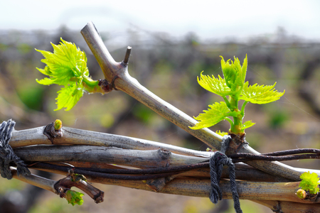 Vineyard in the springの写真素材