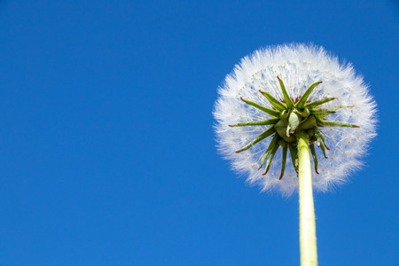 Dandelion - Taraxacum officinaleの写真素材