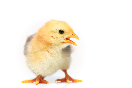 Chickenの写真素材