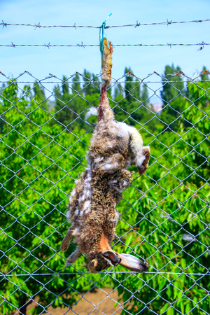 Roadkillの写真素材