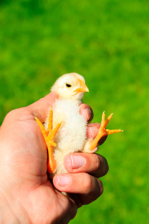 Cute little chicks on the human handの写真素材