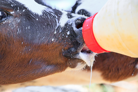 Feeding calf with bottle of milkの写真素材
