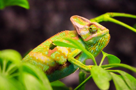 Chameleonの写真素材
