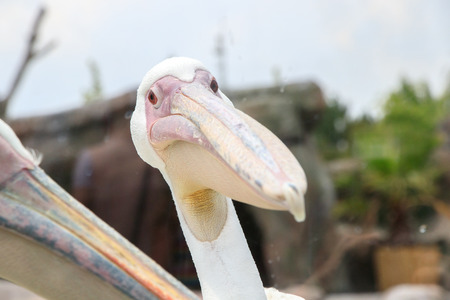 Pelican Birdの写真素材