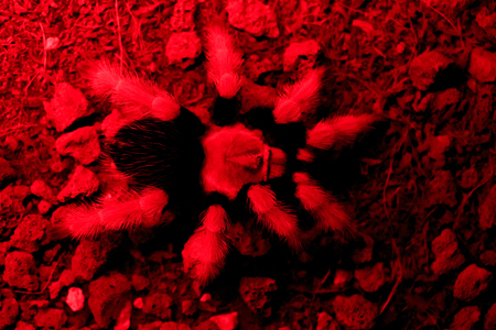 Tarantulaの写真素材