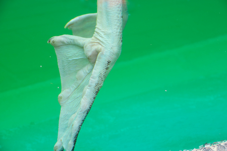 Pelican Birdの写真素材