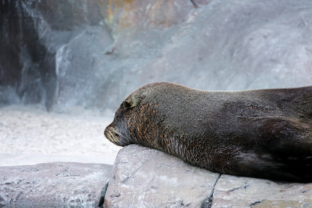 Sea lion in the waterの写真素材