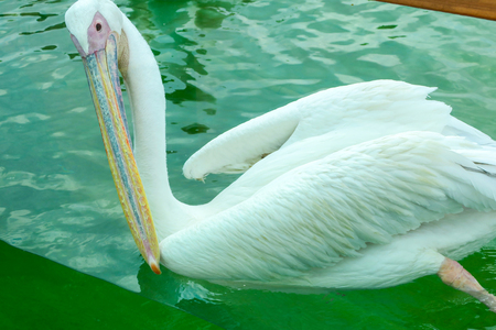 Pelican Birdの写真素材