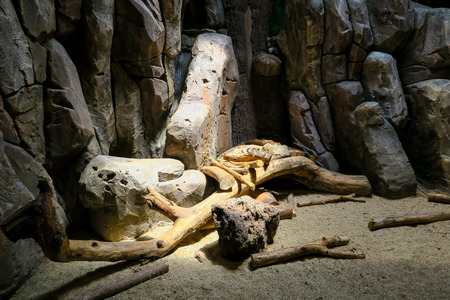 Cave decorationの写真素材