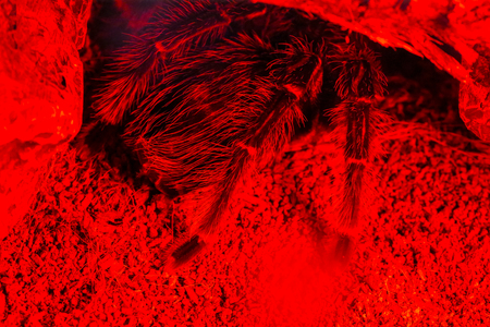 Tarantula in the zooの写真素材