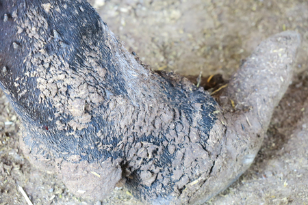 domestic cattleの写真素材