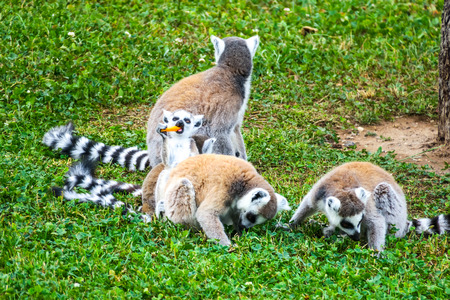 Ring-tailed lemur with her cute babiesの写真素材
