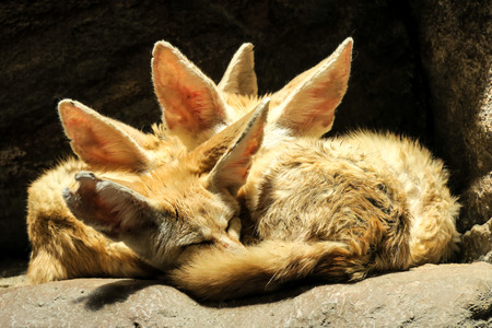 Desert Foxの写真素材