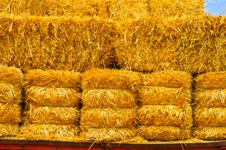 Hay wagon with hay bales on wheat fieldの写真素材